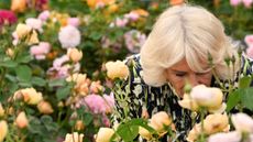  Queen Camilla smells the roses during a visit to this year's show