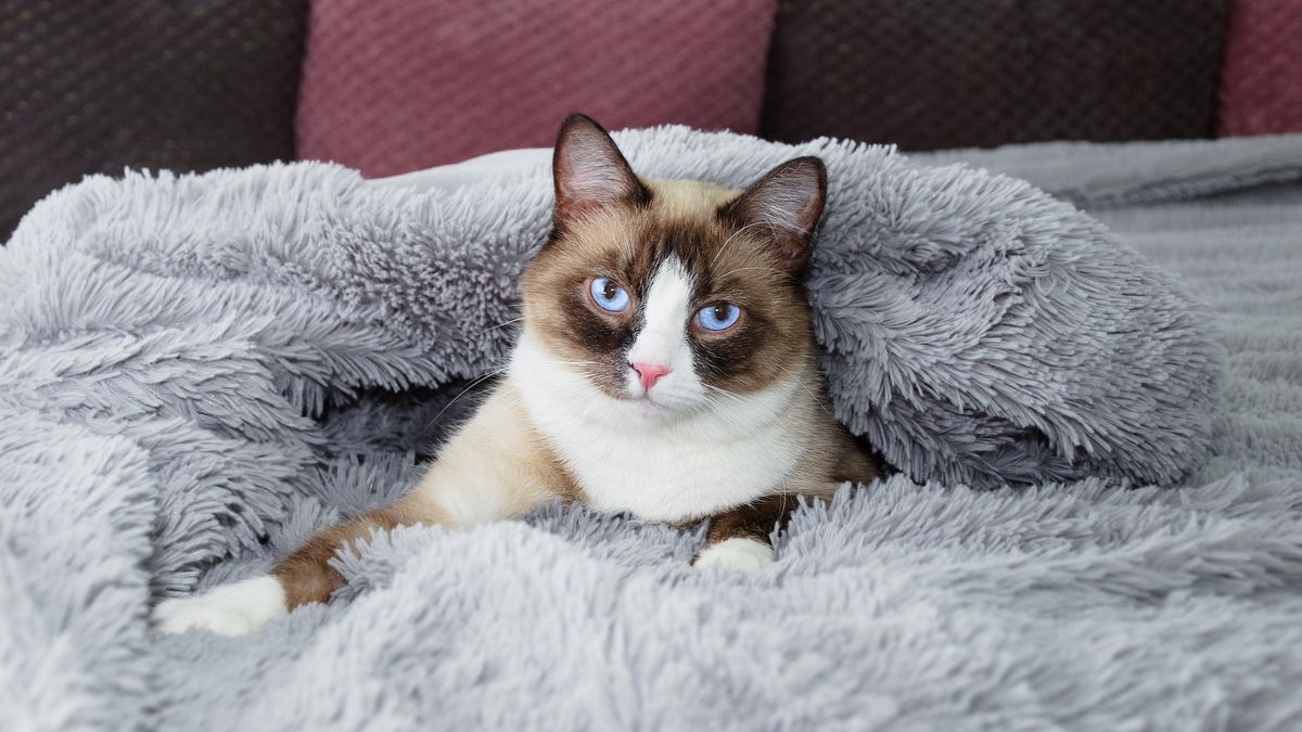 32 best cats for seniors PetsRadar