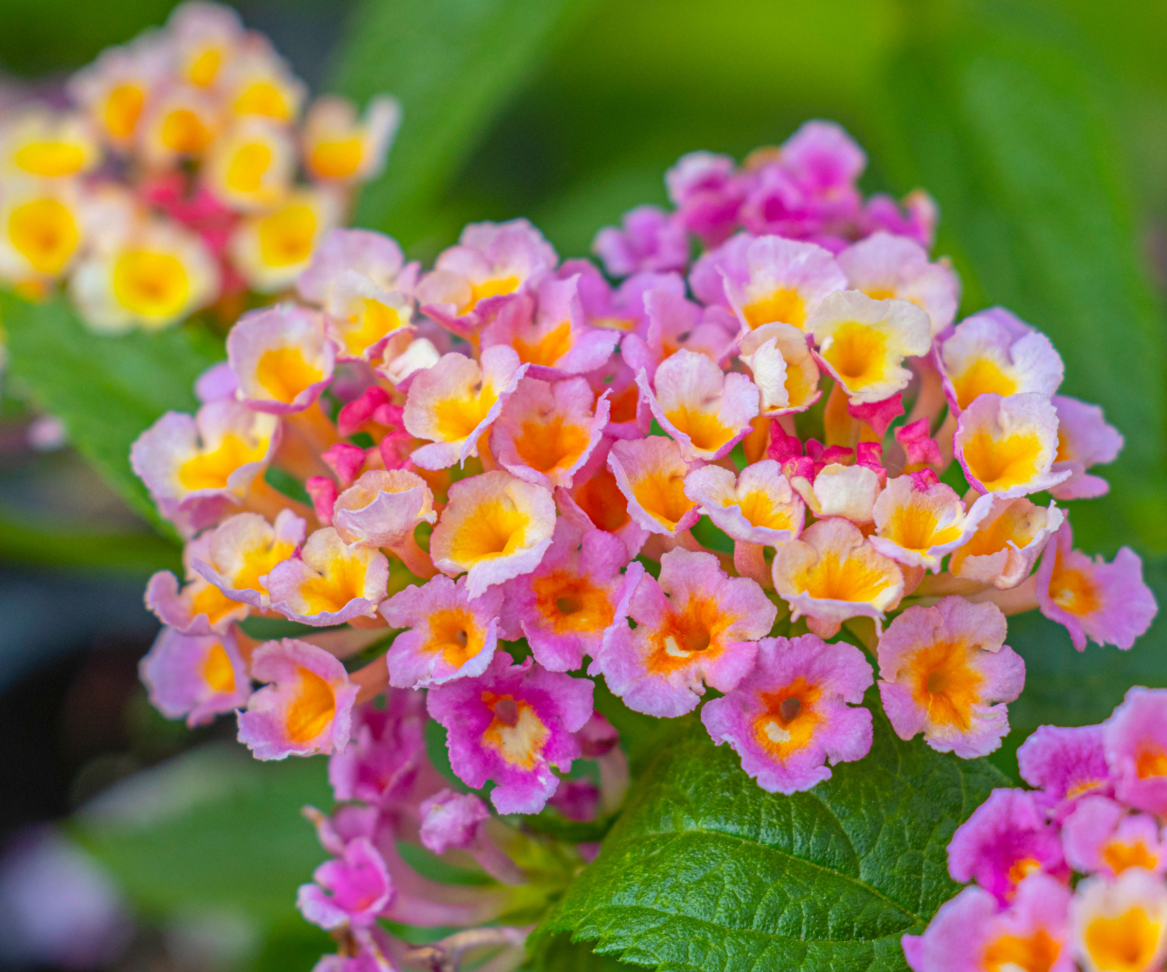 purple lantana showing yellow details and green foliage