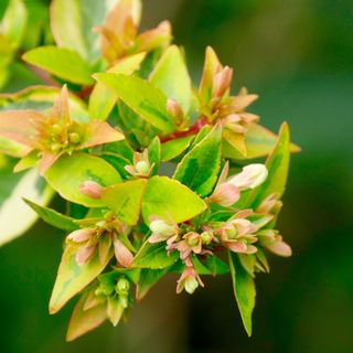 Closeup of flowering Abelia x grandiflora 'Kaleidoscope' plant