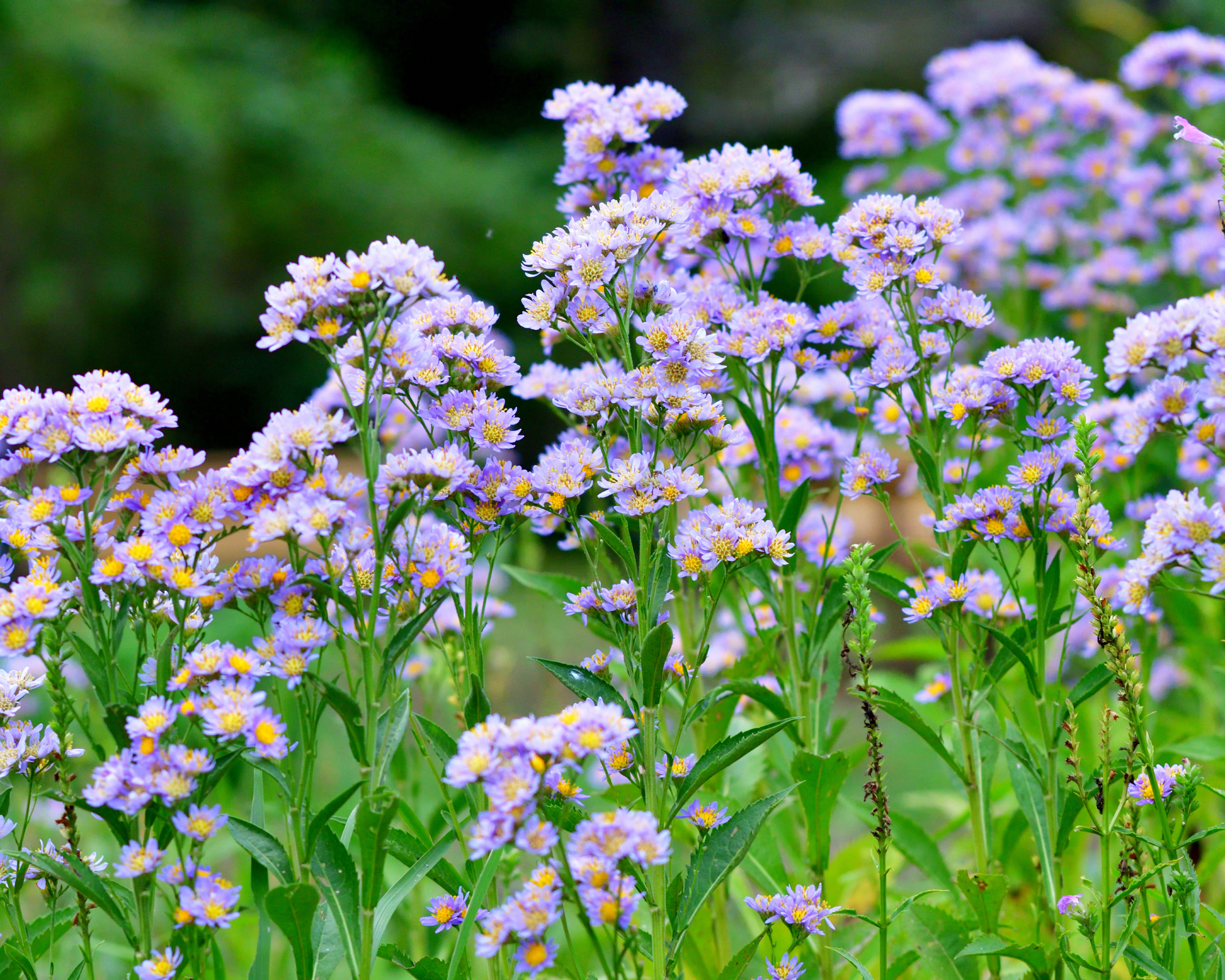 tatarian asters