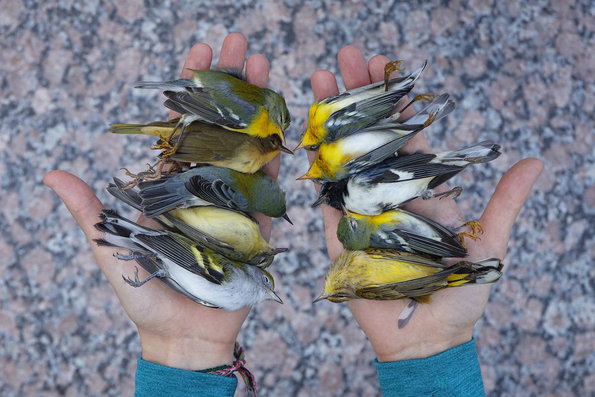 A range of small dead birds in human hands 