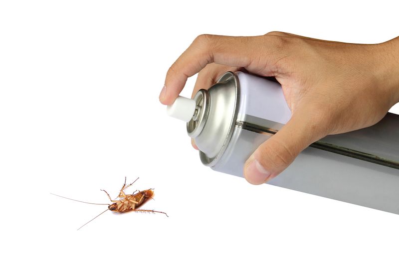 A person sprays insecticide onto a roach