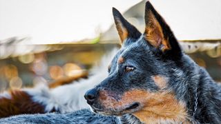 Australian Cattle Dog portrait