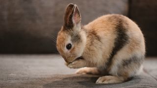 Rabbit on couch