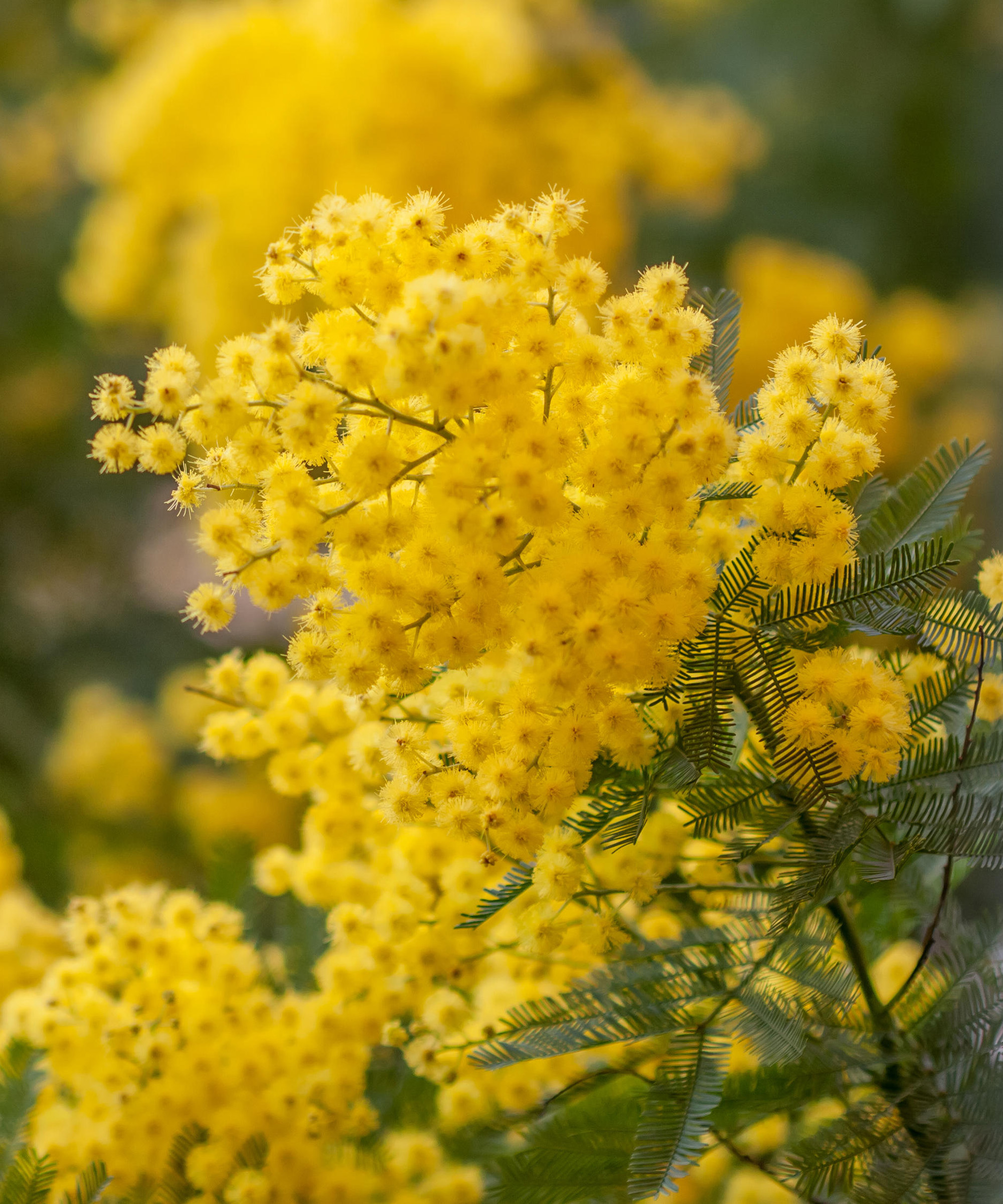 Best winter flowering shrubs: 11 picks for seasonal blooms | Gardeningetc