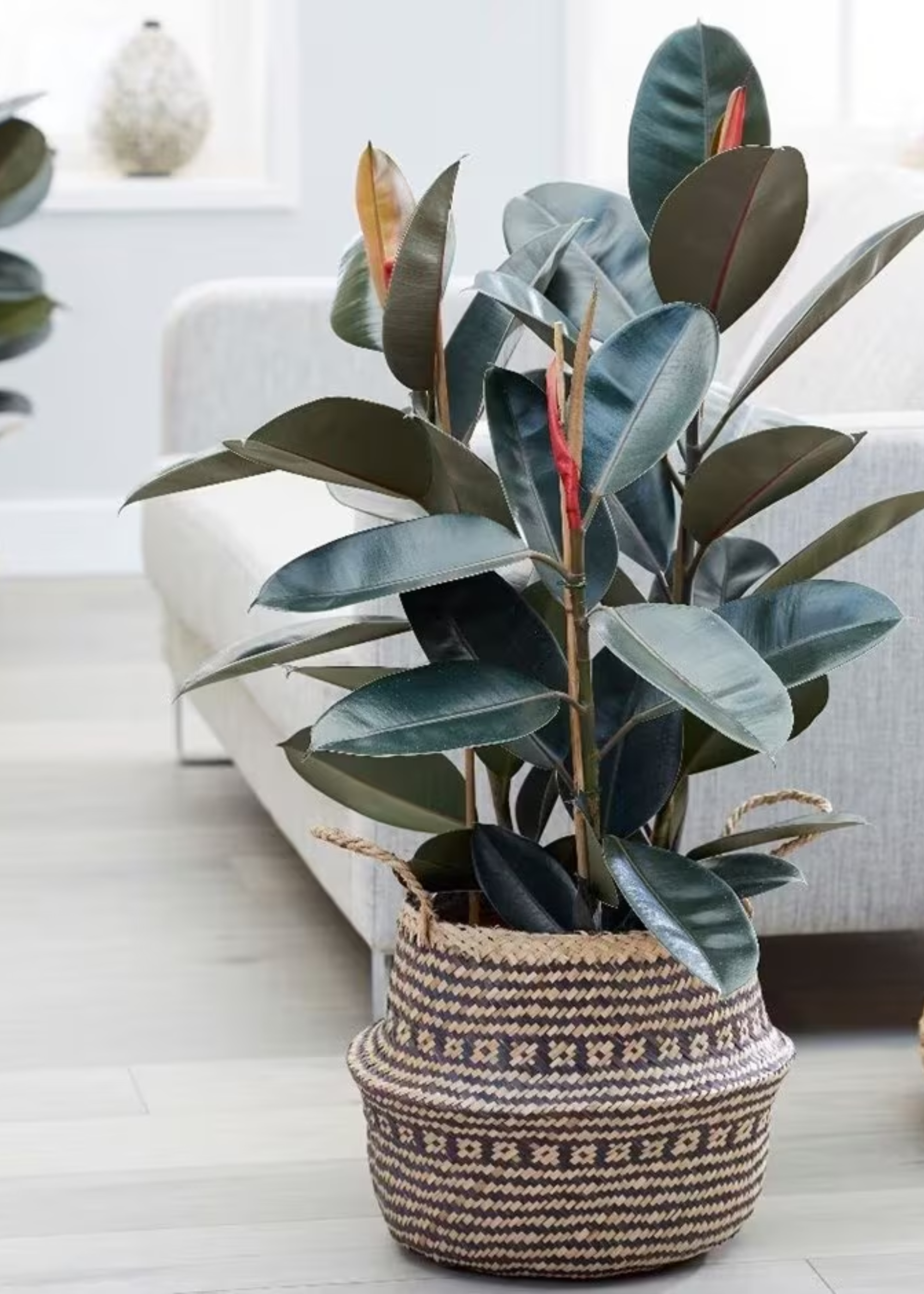 A burgundy rubber plant in a woven planter in a living room