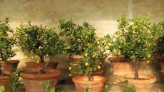 lemons growing in terracotta pots on a terrace