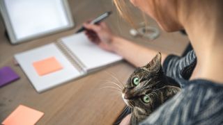 a person writes notes in a planner with a cat in their lap