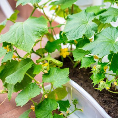 Cucumber plant with yellow flowers growing in pot in balcony garden