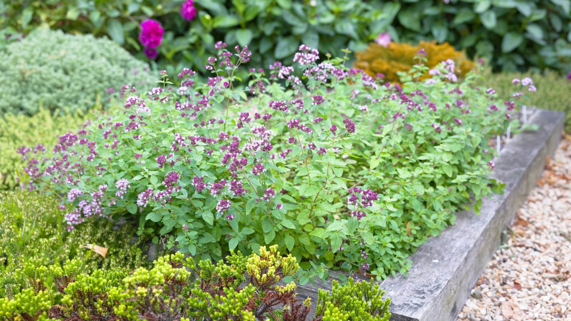 Invasive herbs example flowering oregano in bed