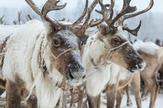 rspca call for ban on reindeer at christmas grottos