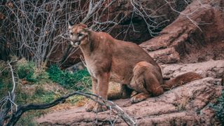 Move carefully, a mountain lion can strike in a split second