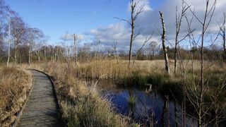 Lowland raised mire at Foulshaw Moss Nature Reserve