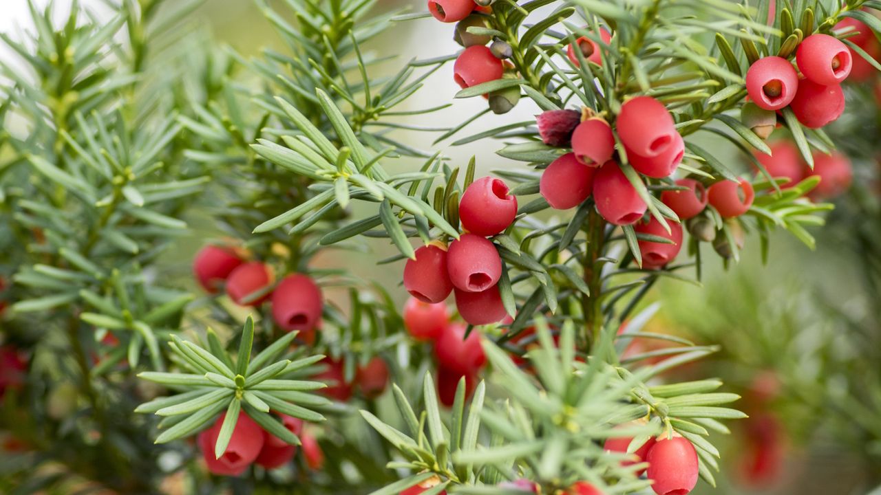 Yew shrub with red berries and green leaves