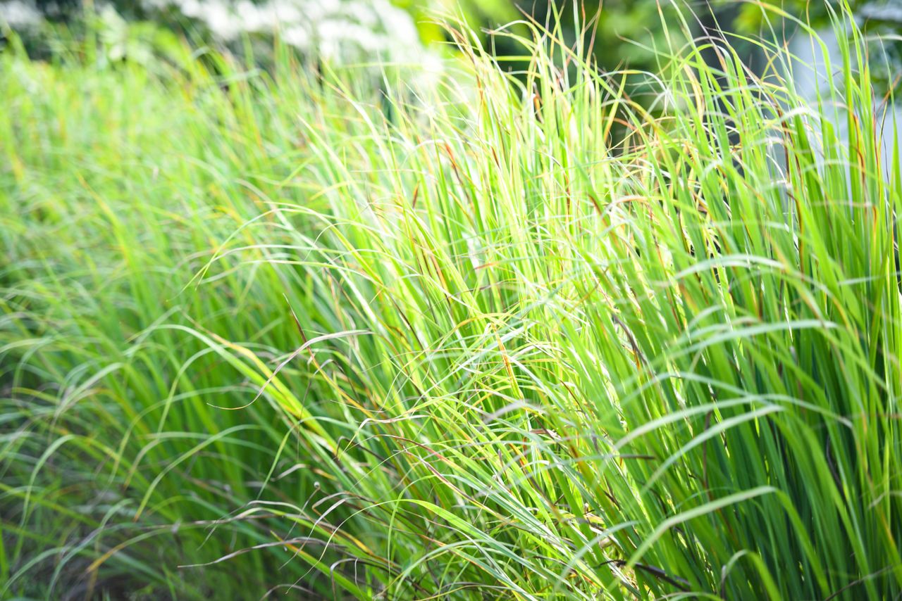 lemongrass grown as a wasp repellent