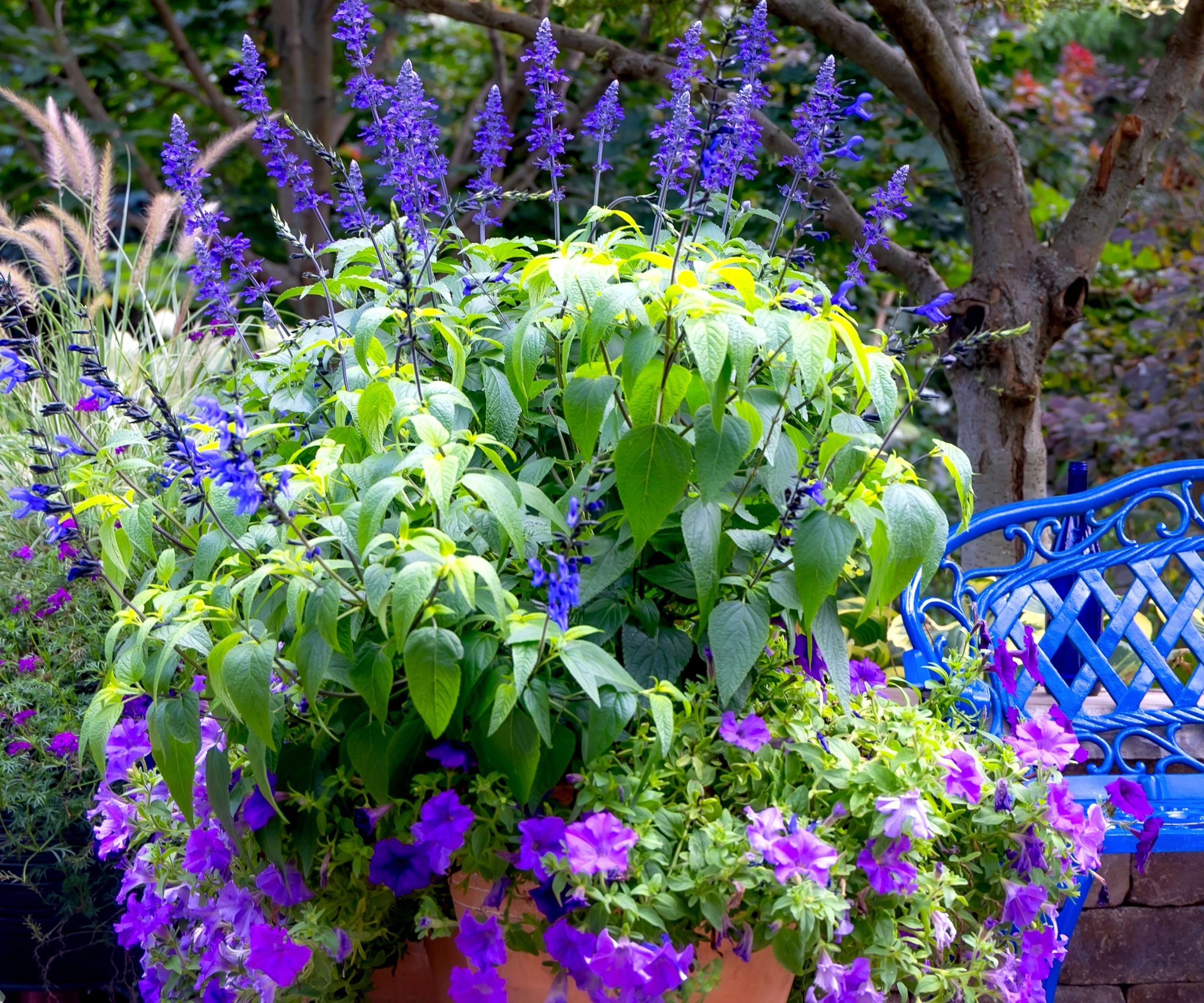 blue salvia with plants in containers in garden