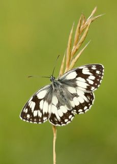 Marbled White. Credit: Iain H Leach / Butterfly Conservation