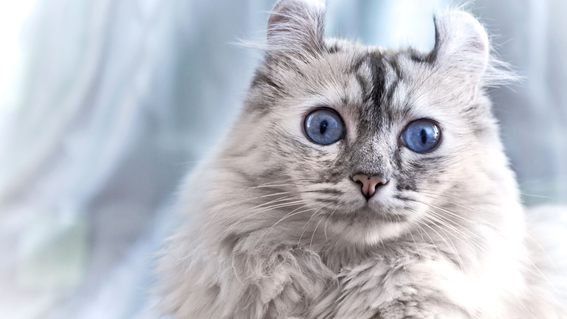 White and black colored American Curl cat with bright blue eyes