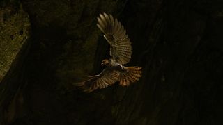 A brown bird with wings spread flies through a dark, mossy forest