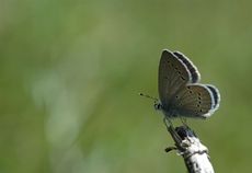 <i>Cupido minimus</i>