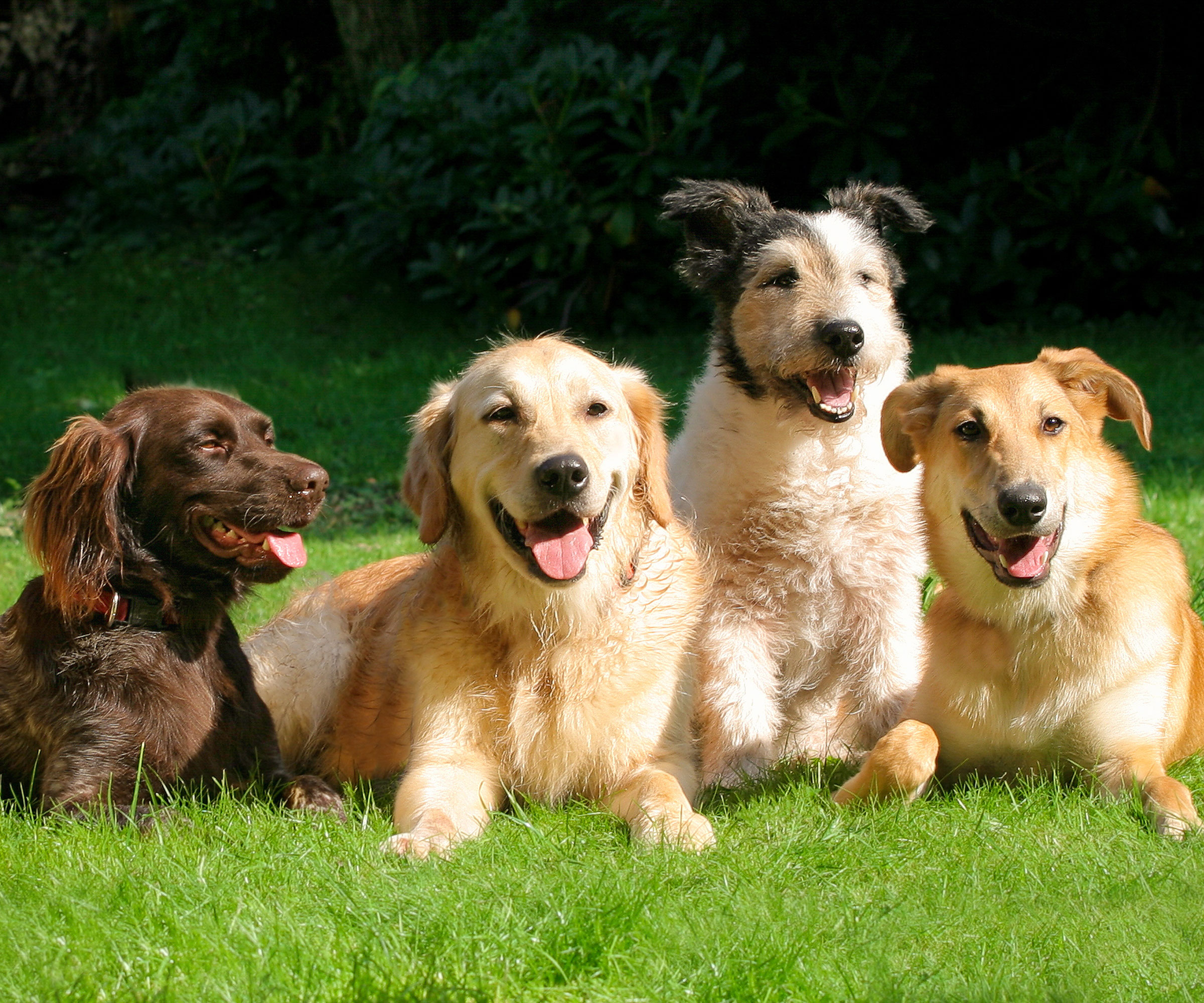 group of happy dogs sitting on the grass