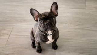 Small white and striped french bulldog puppy looking up at camera