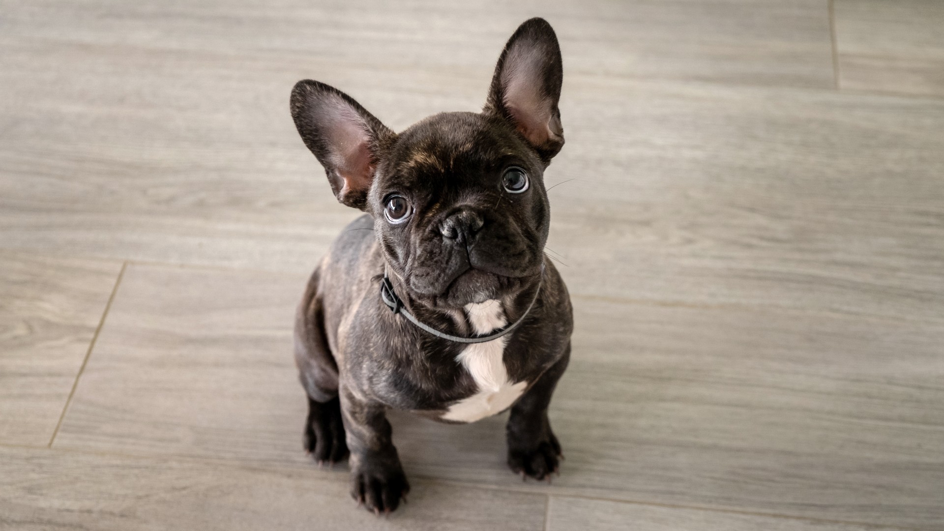 How Much Does French Bulldogs Cost