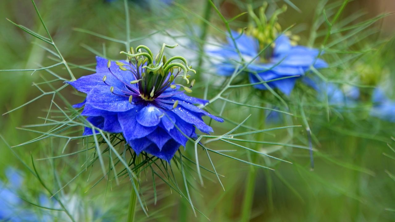 How to grow nigella