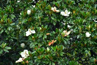 Magnolia grandiflora, commonly called Southern magnolia or Bull bay, is a medium to large evergreen tree