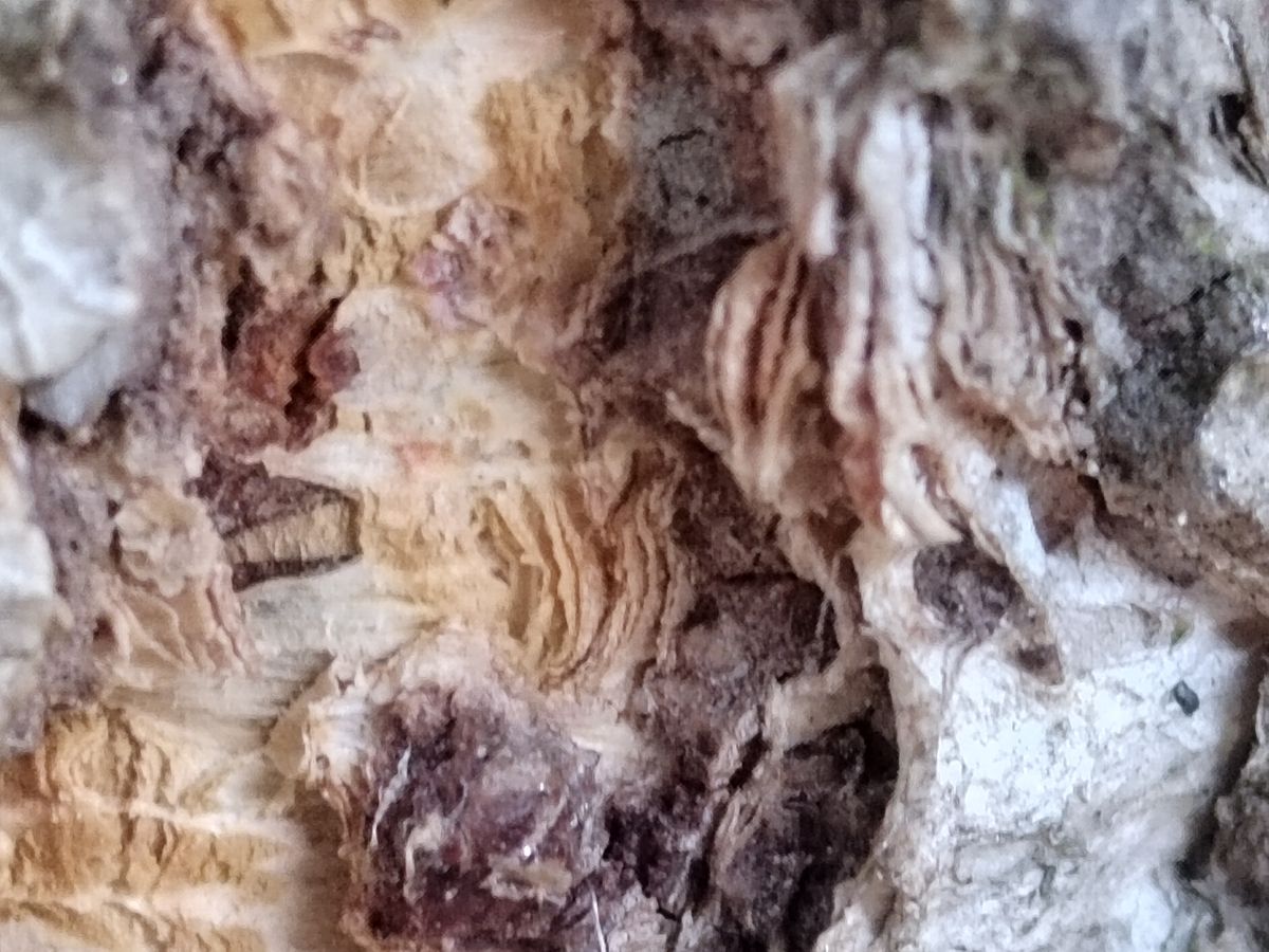 Apexel 200x smartphone micropscope sample images