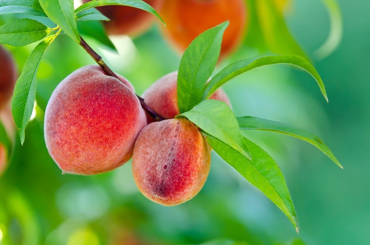 Fruit Tree