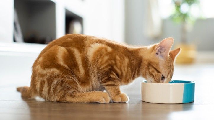 Best Kitten Food Six Types To Feed Your New Furry Feline Friend Petsradar