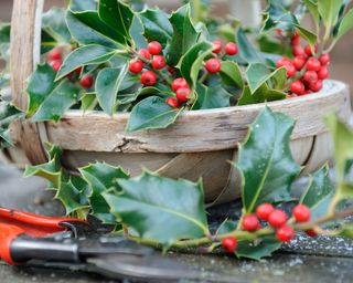 Collecting Holly for christmas decoration, trug of holly with red berries and secateurs