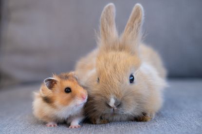 Photo of a hamster and a rabbit together.