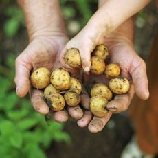 Child and adult holding crop of freshly harvested baby potatoes