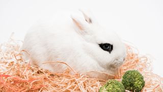 A rabbit sitting on clean bedding with balls of broccoli