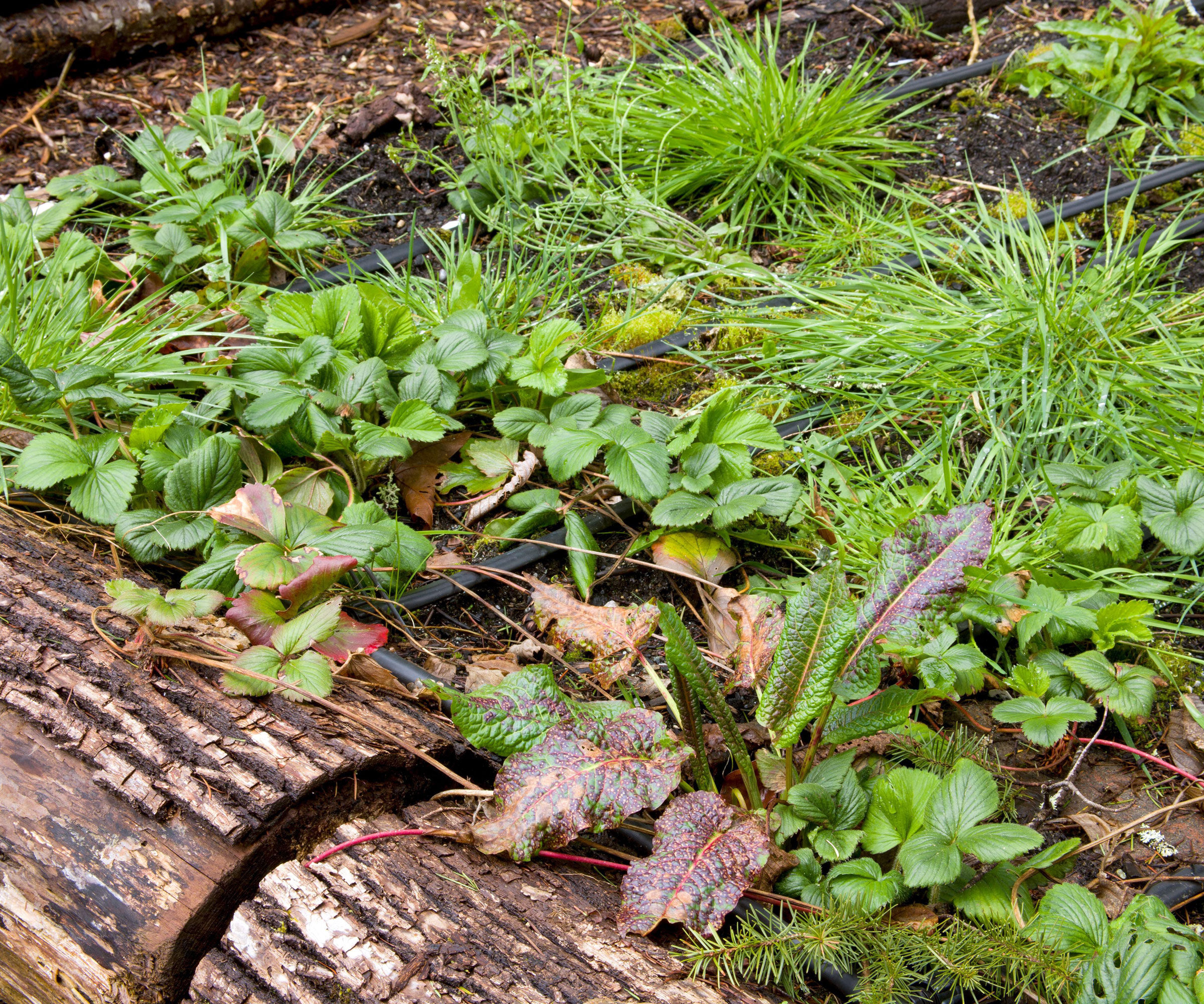 weeds growing in raised bed with log style edging