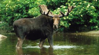 Bull moose standing in river