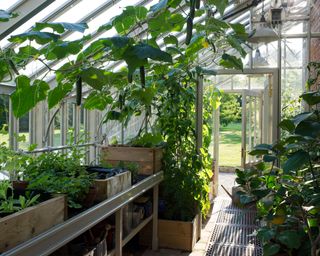 greenhouse vegetables growing in a greenhouse