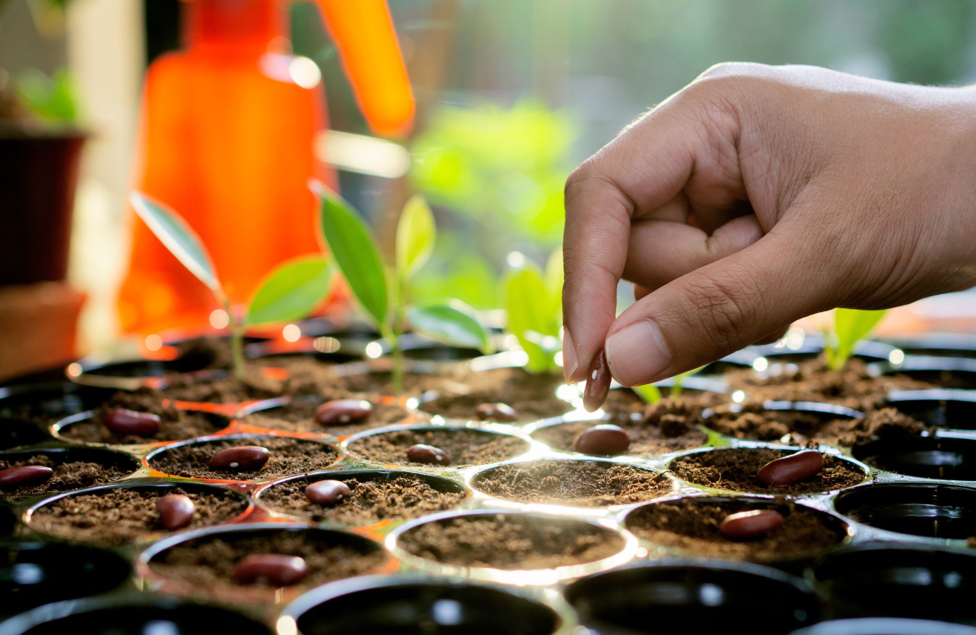 Farmer holding seeds in greenhouse