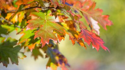 red oak tree leaves in autumn