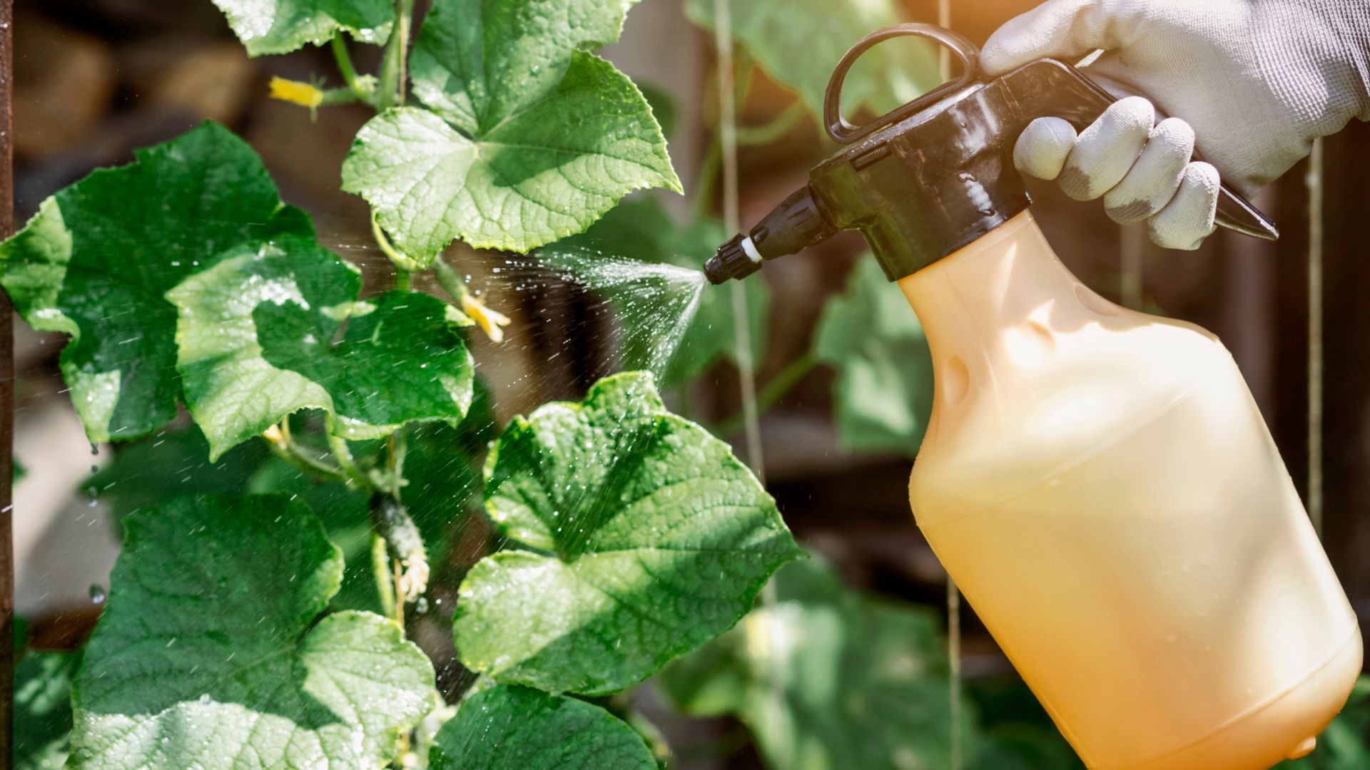 picture of person spraying pest solution onto cucumber plant