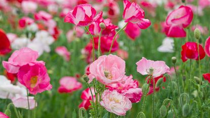 Annual poppies such as the pretty pink variety 'Shirley' are easy to plant and grow