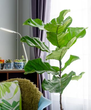 Fiddle leaf fig tree in a living room