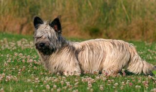 Skye terrier