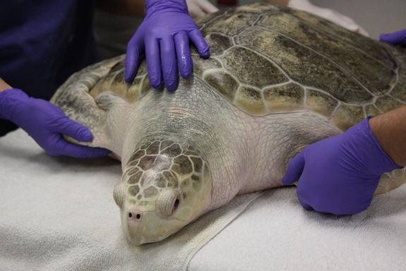 kemp&#039;s ridley sea turtle