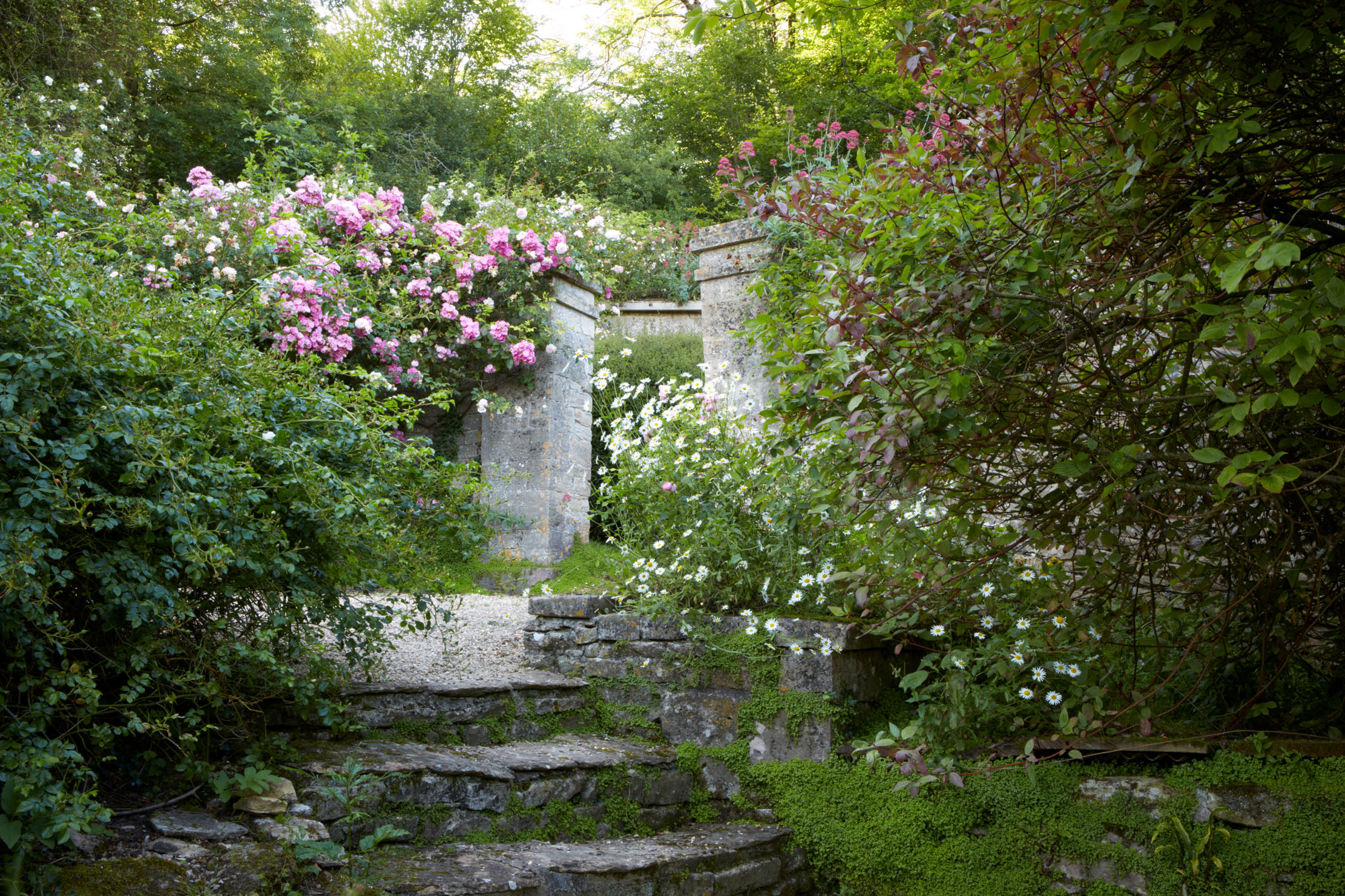 The National Rambling Rose collection at Moor Wood, Gloucestershire.