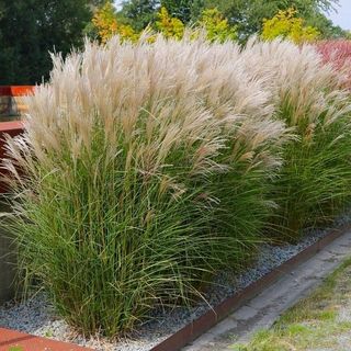 Miscanthus Sinensis Adagio