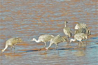 sandhill cranes, bird photos